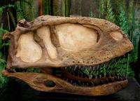 Abelisaurus comahuensis