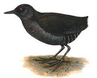 Image of: Atlantisia rogersi (inaccessible island rail)