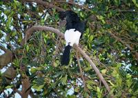 Image of: Bycanistes subcylindricus (grey-cheeked hornbill)