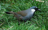 Image of: Garrulax chinensis (black-throated laughing-thrush)