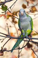 Image of: Myiopsitta monachus (monk parakeet)