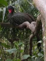 Image of: Penelope purpurascens (crested guan)