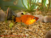 Poecilia sphenops - Black Molly