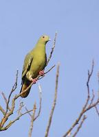 Image of: Treron vernans (pink-necked green-pigeon)