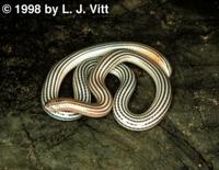 Image of: Leptotyphlops septemstriatus