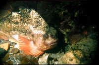 Cyclopterus lumpus - Lumpsucker