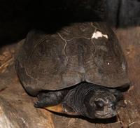 Image of: Terrapene carolina (box turtle)