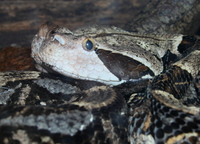 Bitis gabonica rhinoceros