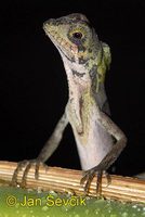 Otocryptis wiegmanni