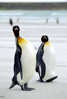 Photo: King penguins on an Antarctic beach
