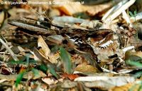 Jerdon's Nightjar - Caprimulgus atripennis