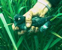 Cassin's Auklet - Ptychoramphus aleuticus