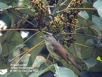 Brown Fulvetta - Alcippe brunneicauda