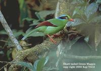 Short-tailed Green Magpie - Cissa thalassina