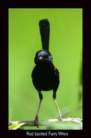 Red backed Fairy-wren