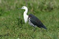 White Necked Heron