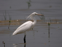 Chinese Egret - Egretta eulophotes