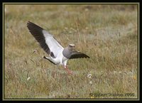 Andean Lapwing - Vanellus resplendens