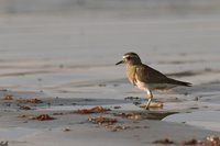 Rufous-chested Dotterel - Charadrius modestus