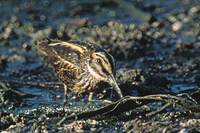 Jack Snipe (Lymnocryptes minimus) photo