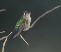 Wedge-tailed Sabrewing (Campylopterus curvipennis) photo