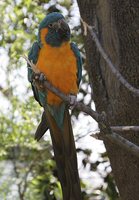 Blue-throated Macaw - Ara glaucogularis