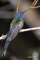 Swallow-tailed Hummingbird - Eupetomena macrourus