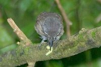 Rusty-breasted Nunlet - Nonnula rubecula