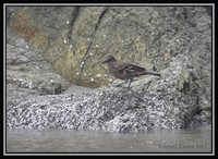 Peruvian Seaside Cinclodes - Cinclodes taczanowskii