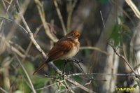 Rufous Casiornis - Casiornis rufa