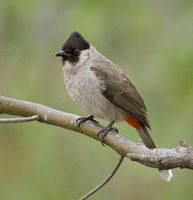 Sooty-headed Bulbul - Pycnonotus aurigaster