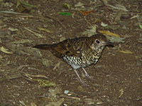 Olive-tailed Thrush - Zoothera lunulata
