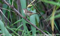 Black-browed Reed-Warbler - Acrocephalus bistrigiceps