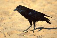 Cape Crow - Corvus capensis
