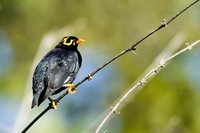 Southern Hill Myna - Gracula indica