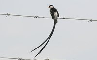 Pin-tailed Whydah - Vidua macroura