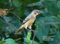 Rusty-collared Seedeater - Sporophila collaris