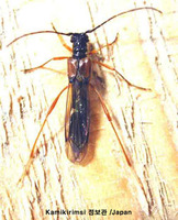 북방벌하늘소 - Necydalis sachalinensis