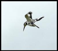 Pied Kingfisher (Ceryle rudis)