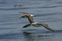 Salvin's Albatross