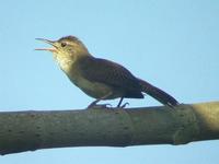 house wren, Corru�ra / Cambaxirra