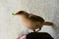 House wren