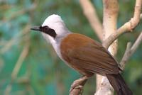 White Crested Laughing Thrush