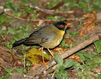 Spotted Nightingale-Thrush; El Triunfo, Chiapas, MX (WEB).jpg