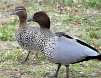 Australian Wood Ducks