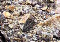 林夜鷹  	Savanna Nightjar  	Caprimulgus affinis