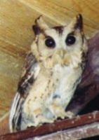 Indian Scops Owl