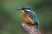 Lednacek ricni (Alcedo atthis)