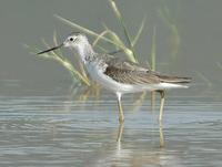 Marsh Sandpiper p.138