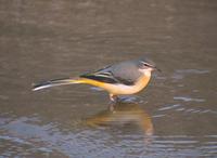 Grey Wagtail Motacilla cinerea 노랑할미새